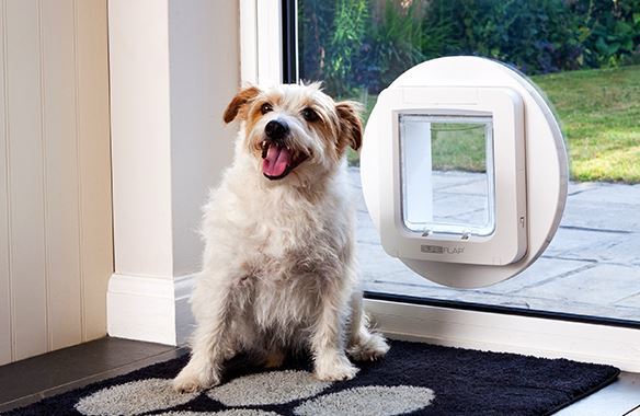 Cat Door Installation Te Awamutu Pet Waipa Installation Awamutu Te